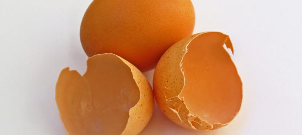 can hamsters eat egg shells