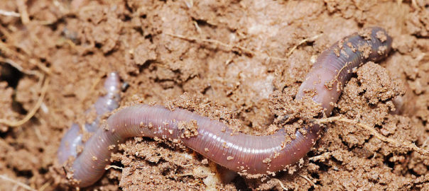 can hamsters eat earthworms