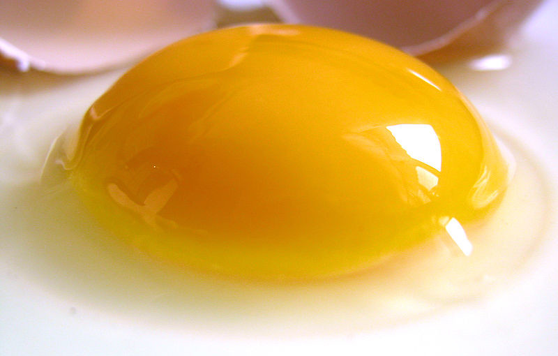 can hamsters eat egg yolk