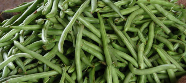 can hamsters eat fine beans