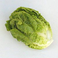 can hamsters eat gem lettuce