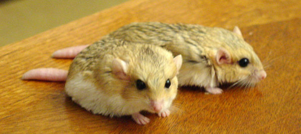 can hamsters eat gerbil food