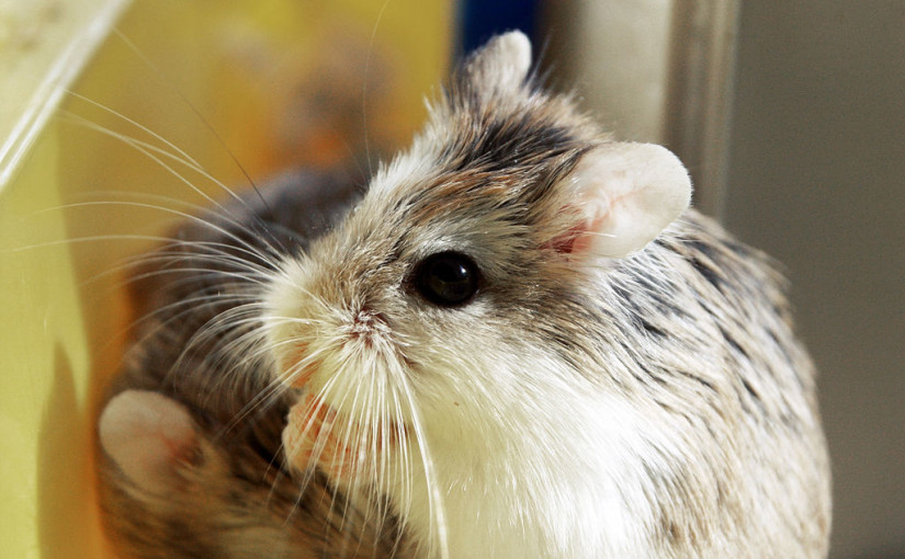 do hamsters eat everyday