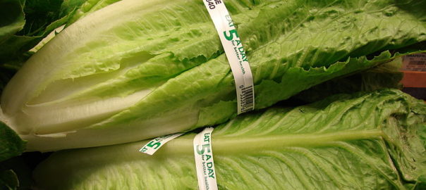 can hamsters eat romaine lettuce