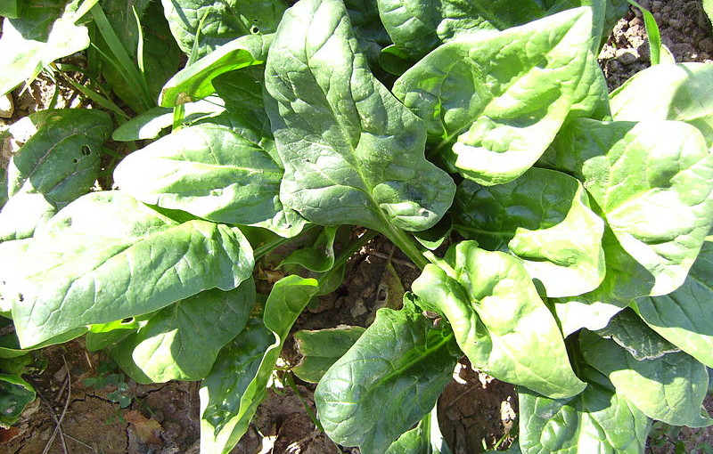 can hamsters eat spinach