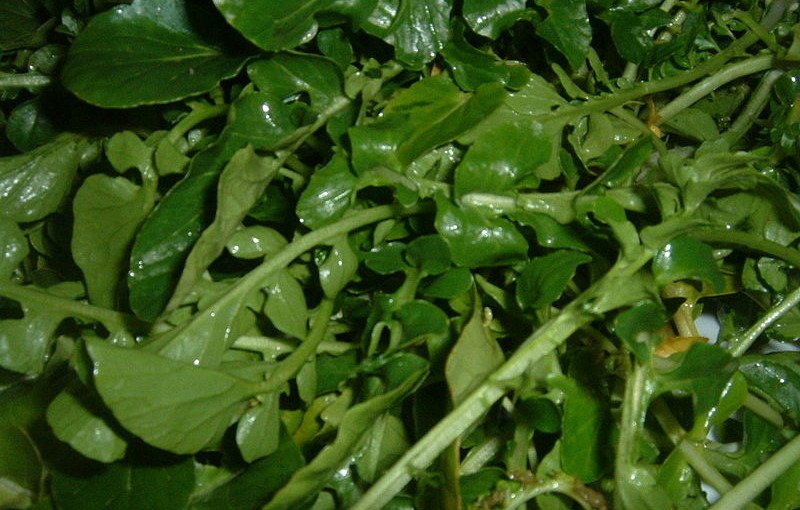 can hamsters eat watercress