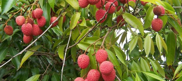 can hamsters eat lychees