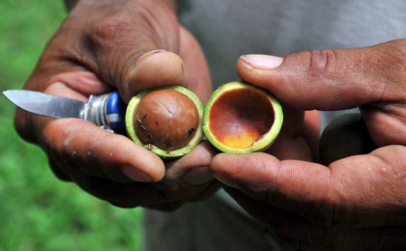 can hamsters eat macadamia nuts
