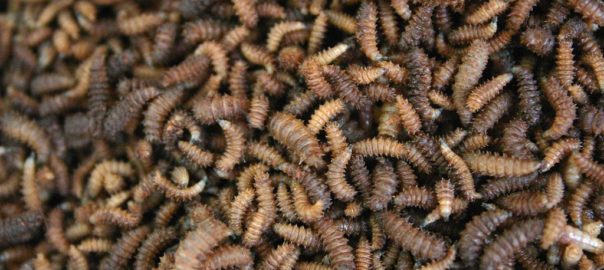 can hamsters eat maggots