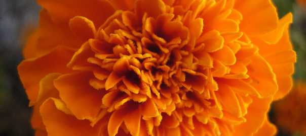 can hamsters eat marigolds