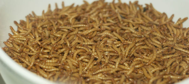 can hamsters eat mealworms