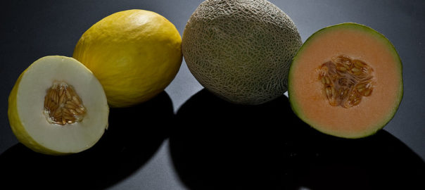 can hamsters eat melon