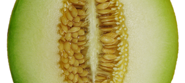 can hamsters eat melon seeds