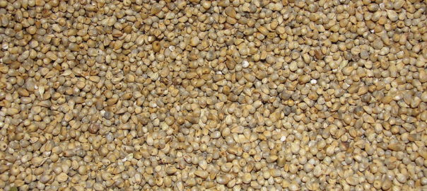 can hamsters eat millet