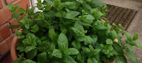 can hamsters eat mint leaves