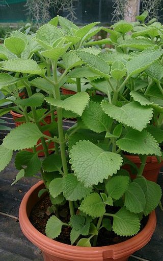 can hamsters eat oregano