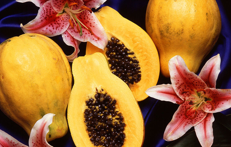 can hamsters eat papaya