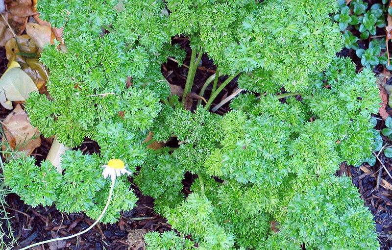 can hamsters eat parsley