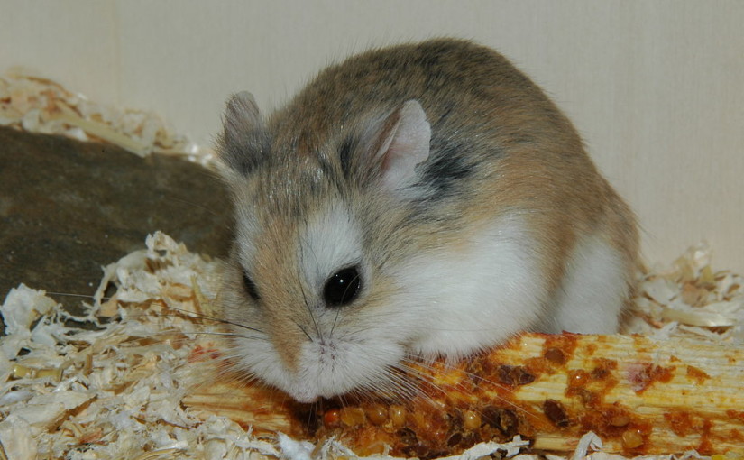 roborovski hamster
