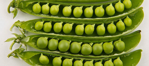 can hamsters eat pea pods