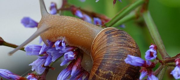 can hamsters eat snails