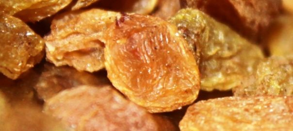 can hamsters eat raisins