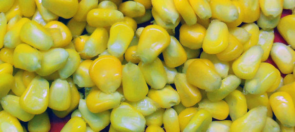 can hamsters eat raw corn