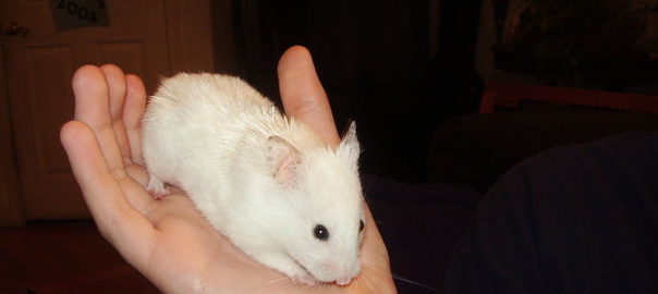 can hamsters run themselves to death