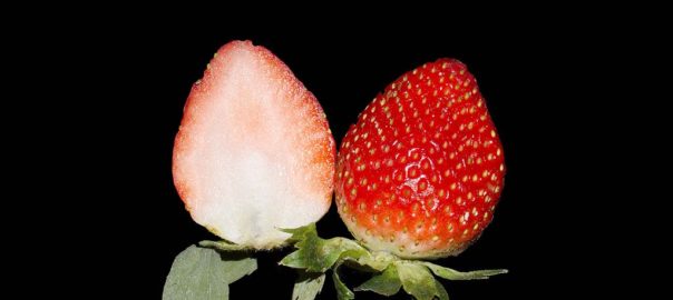 can hamsters eat strawberry leaves