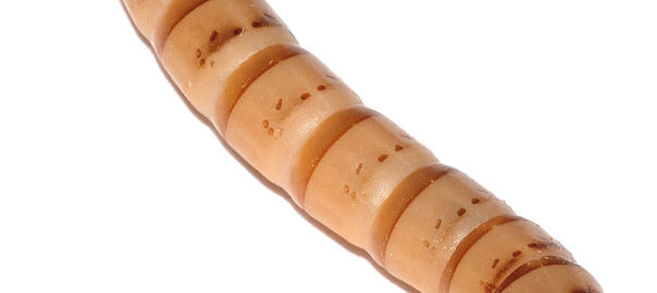 can hamsters eat superworms