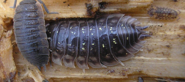 can hamsters eat woodlice