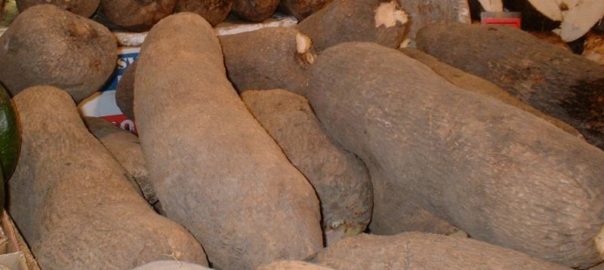 can hamsters eat yams