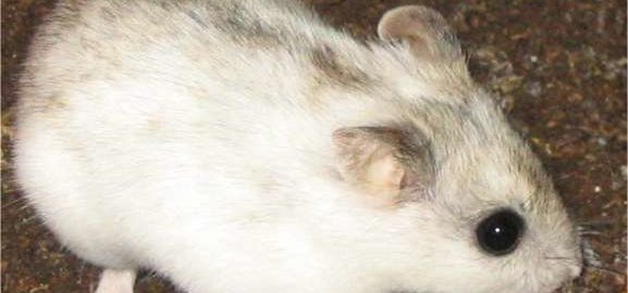 Why is my hamster walking funny