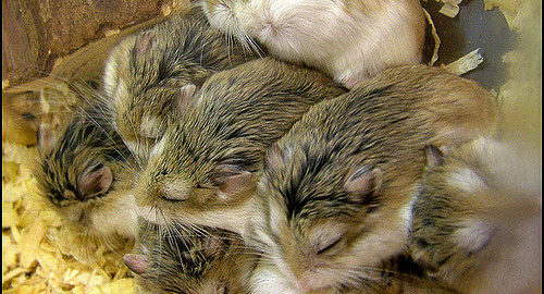 How Flexible Is A Hamster's Body
