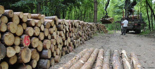 can hamsters eat pine