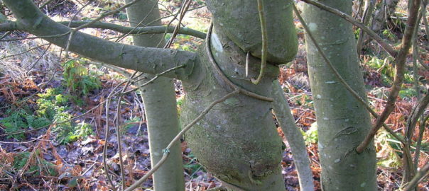 can hamsters eat willow